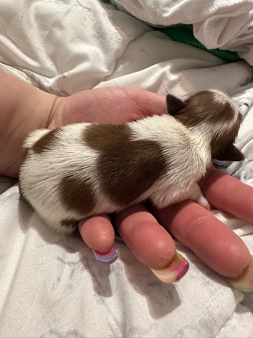 Shih Tzu – shih tzu