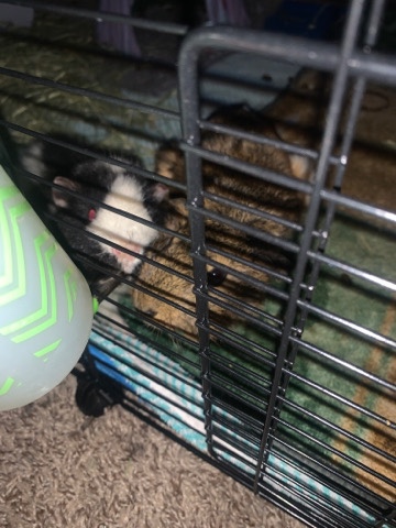 guinea pig – 2 girl guinea pigs