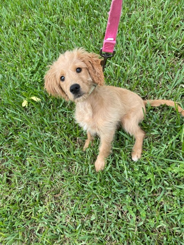 Golden Retriever – Golden Doddle puppy