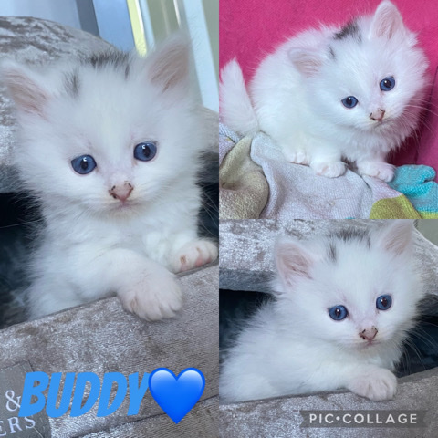 gorgeous kittens for sale 