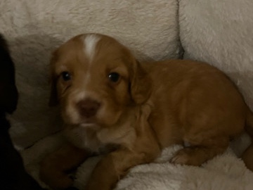 English Cocker Spaniel – working cocker spaniel – Wrexham