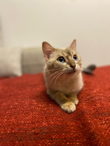 Bengal – bengal cat girl