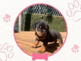 Rottweiler - Rottweiler filhote available for adoption in Itanhaém