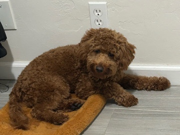 Goldendoodle – rehoming mini goldendoodle – Hollywood
