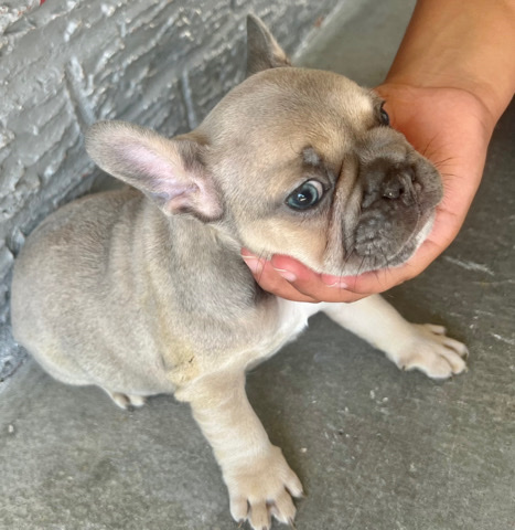 French Bulldog – Frenchies