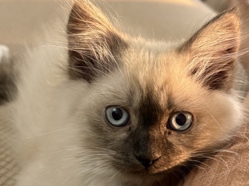 Himalayan – Seal point Himalayan – Woodbridge