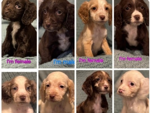 English Cocker Spaniel – ready to go cocker spaniels – Worcester