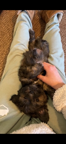 Maltese – black Malshi puppy