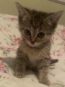 Bombay – Kittens for sale