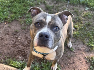 American Pit Bull Terrier – Needs a home with love – Madison Heights