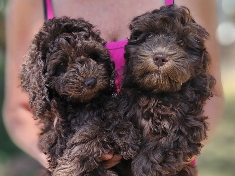 Cockapoo – f1b cockapoos – Kooskia