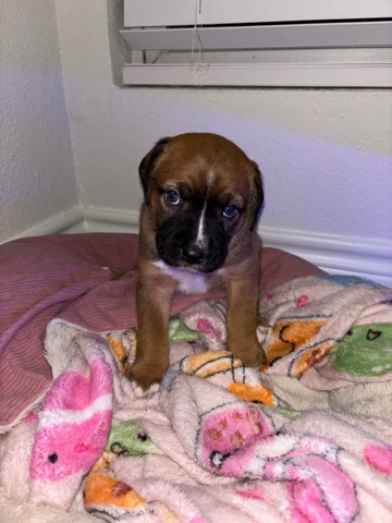 American Pit Bull Terrier – Pitbull mix