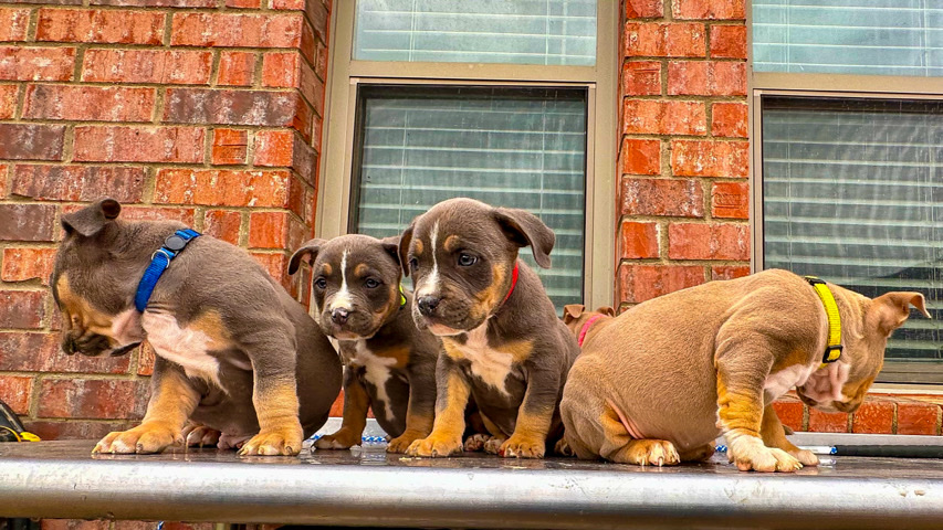 American Bulldog – American pocket bully puppies