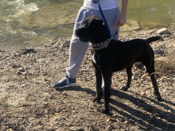 Cane Corso – looking to rehome my dog – Dallas