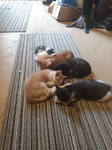 adorable tamed kittens and adult farm cats