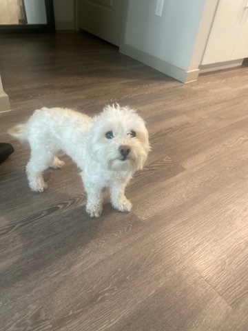 Maltese – Free Rehome to good family