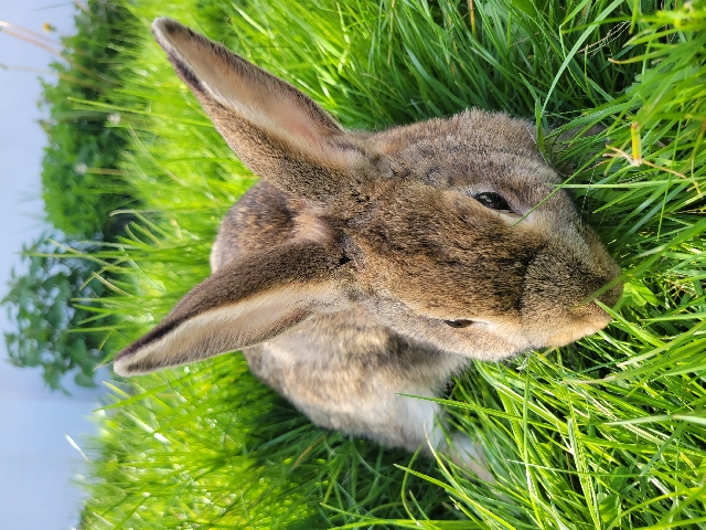 New Zealand – Females rabbits for sale