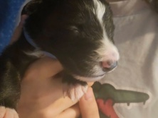 Australian Shepherd – berger australien – Strasbourg