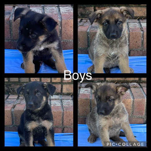 German Shepherd – German Shepherd pup