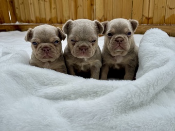 French Bulldog – French bulldog