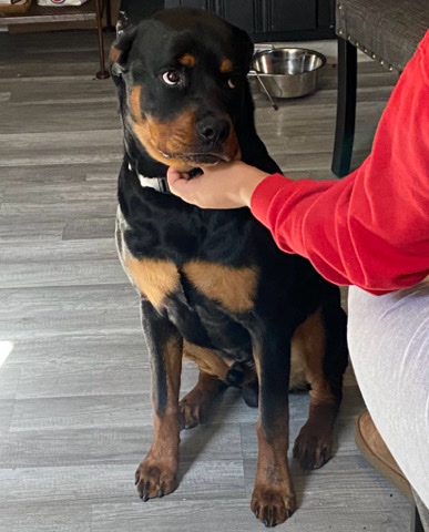 Rottweiler – Kane the German Rottweiler
