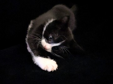 9 week old tuxedo male kitten – Eccles