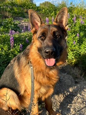 German Shepherd – AKC German Shepherd- Sig