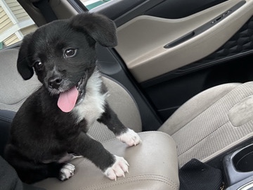 Mixed Breed – Friendly Mixed Breed Puppy for Sale in Middle River – Baltimore