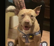 American Pit Bull Terrier – looking a new owner