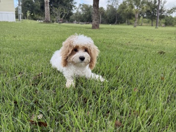 Maltipoo – Maltipoo needs rehome asap – LaBelle