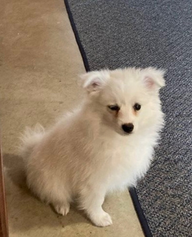 American Eskimo Dog – American Eskimo for sale