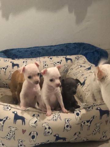 Chihuahua – dear heads chihuahuas for SALE