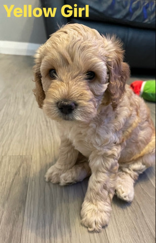 cockapoo puppies