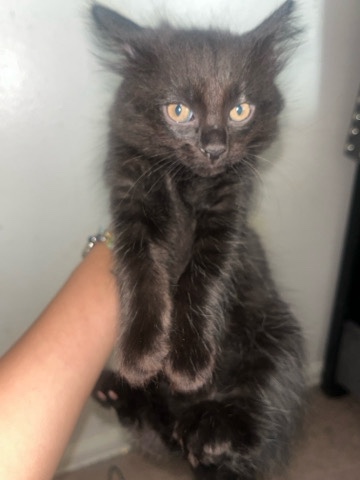 Baby kitten for sale 