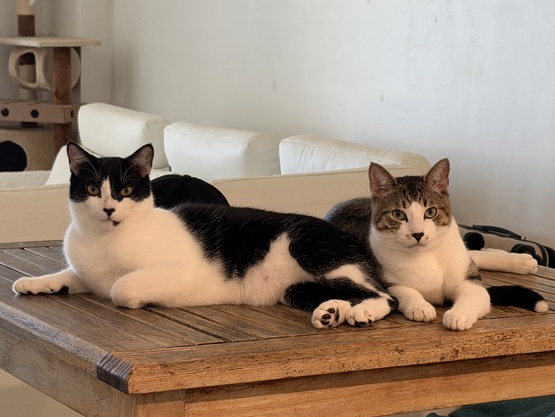 Rehome my two cats – Doral