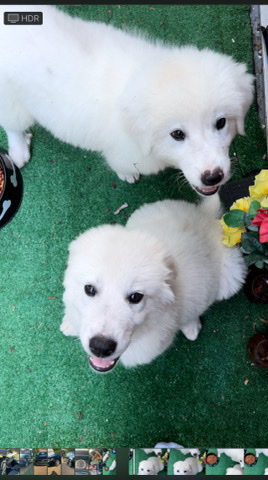 Maremma Sheepdog – Great Pyrenees x Maremmano-Abruzzese Sheepdog