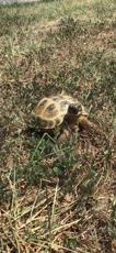 Russian Tortoise