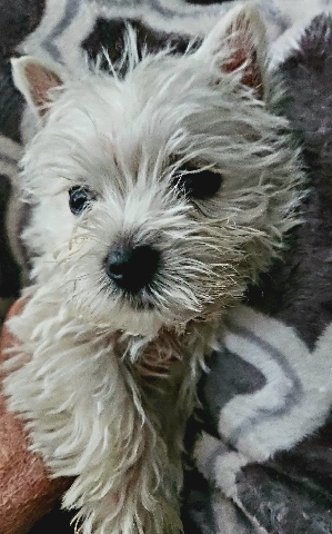 west highland terriers