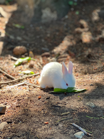 Adorable White Mini Rex Bunny! 5 Weeks Old
