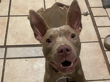 American Pit Bull Terrier – 10 month old full female pit for rehoming – Asheville