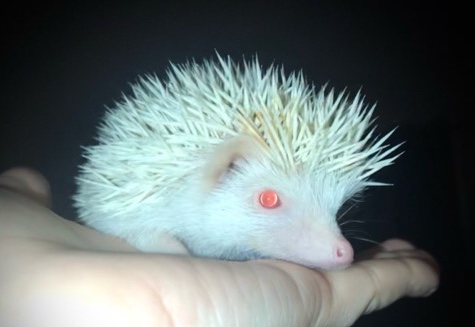 hedgehog – hedgehogs