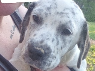 Texas heeler cross – Kinston