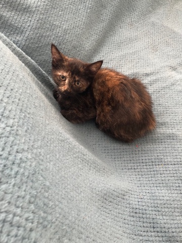 selling 3 cats