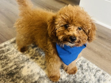 Poodle – Loving Teacup Poodle Puppy – Atlanta