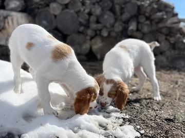 Brittany – Brittany Puppies – Highlands Ranch