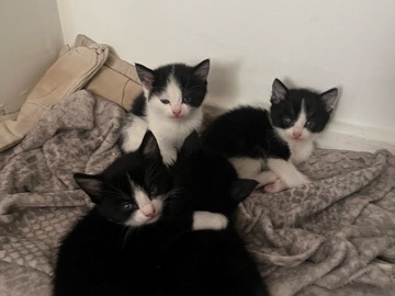mixed breed kittens for sale – Liverpool