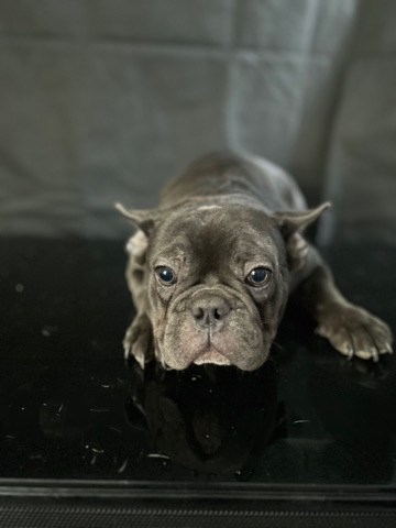 French Bulldogs