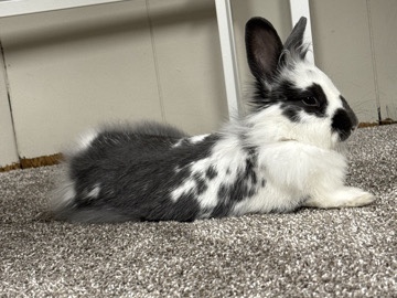 Lionhead – lionhead bunny – Fort Wayne