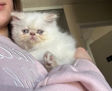 Persian (Traditional) – Persian Kitten