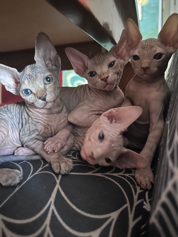 Sphynx – Sphinx Kittens